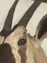 Load image into Gallery viewer, Large Vintage 46” African Gemsbok Taxidermy Mount
