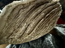 Load image into Gallery viewer, Ancient Giant Clam Shell (Tridacna Gigas) 32&quot; W, 19” D, 10” T, 87 Pounds
