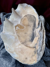 Load image into Gallery viewer, Ancient Giant Clam Shell (Tridacna Gigas) 32&quot; W, 19” D, 10” T, 87 Pounds
