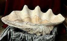 Load image into Gallery viewer, Ancient Giant Clam Shell (Tridacna Gigas) 32&quot; W, 19” D, 10” T, 87 Pounds
