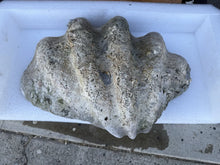 Load image into Gallery viewer, TR-6 Ancient Giant Clam Shell (Tridacna Gigas) 24.5&quot; W, 18” D, 9” T, 53 Pounds
