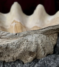 Load image into Gallery viewer, Ancient Giant Clam Shell (Tridacna Gigas) 32&quot; W, 19” D, 10” T, 87 Pounds
