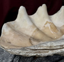 Load image into Gallery viewer, Ancient Giant Clam Shell (Tridacna Gigas) 32&quot; W, 19” D, 10” T, 87 Pounds
