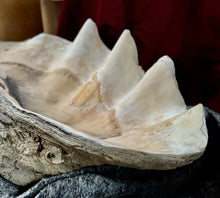 Load image into Gallery viewer, Ancient Giant Clam Shell (Tridacna Gigas) 32&quot; W, 19” D, 10” T, 87 Pounds
