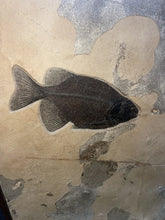 Load image into Gallery viewer, 50 Mil Year Old Phareodus Liops, Knightia Eocaena Fossil species 43”x35.5”

