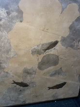 Load image into Gallery viewer, 50 Mil Year Old Phareodus Liops, Knightia Eocaena Fossil species 43”x35.5”
