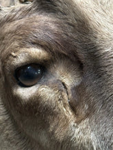 Load image into Gallery viewer, Large Vintage 56” Double-Shovel Caribou Shoulder Mount Multi-Point Taxidermy
