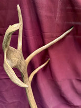 Load image into Gallery viewer, Large Vintage 56” Double-Shovel Caribou Shoulder Mount Multi-Point Taxidermy
