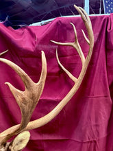 Load image into Gallery viewer, Large Vintage 56” Double-Shovel Caribou Shoulder Mount Multi-Point Taxidermy
