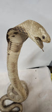 Load image into Gallery viewer, 26&quot; Strike Position Cobra Snake Taxidermy Reptile Mount Vintage Southeast Asia

