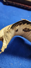 Load image into Gallery viewer, 26&quot; Strike Position Cobra Snake Taxidermy Reptile Mount Vintage Southeast Asia
