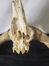 Load image into Gallery viewer, Ram Skull Rustic Decor Exotic Wildlife ranch desert Texas Hill Country!!
