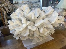 Load image into Gallery viewer, Extra Large White Cauliflower coral POCILLOPORA EYDOUXI 19“ X 14“
