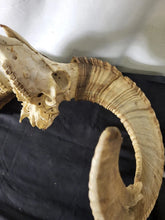 Load image into Gallery viewer, Ram Skull Rustic Decor Exotic Wildlife ranch desert Texas Hill Country!!
